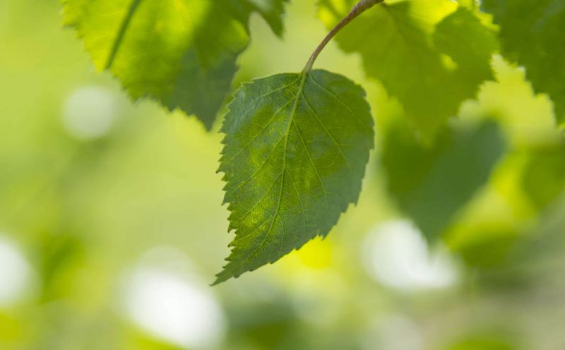 écologie feuille Cargaz