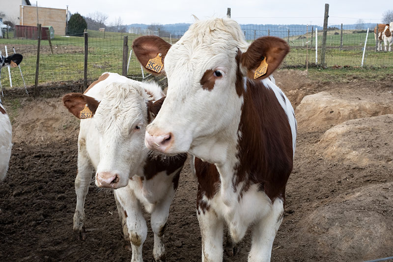 Biogaz Cargaz vaches